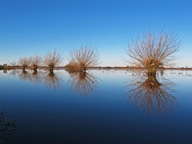 2. Kopfweiden im Wasser