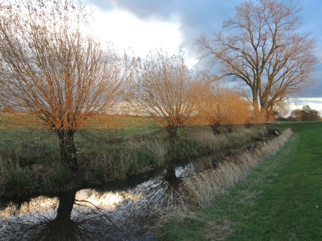 9. Kopfweiden in  Herbstsonne